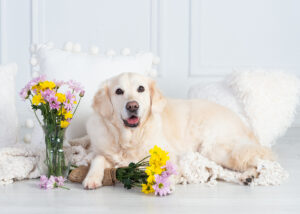 portrait of a golden retriever surrounded by flowers and smiling in a studio setting in Wesley Chapel, Florida